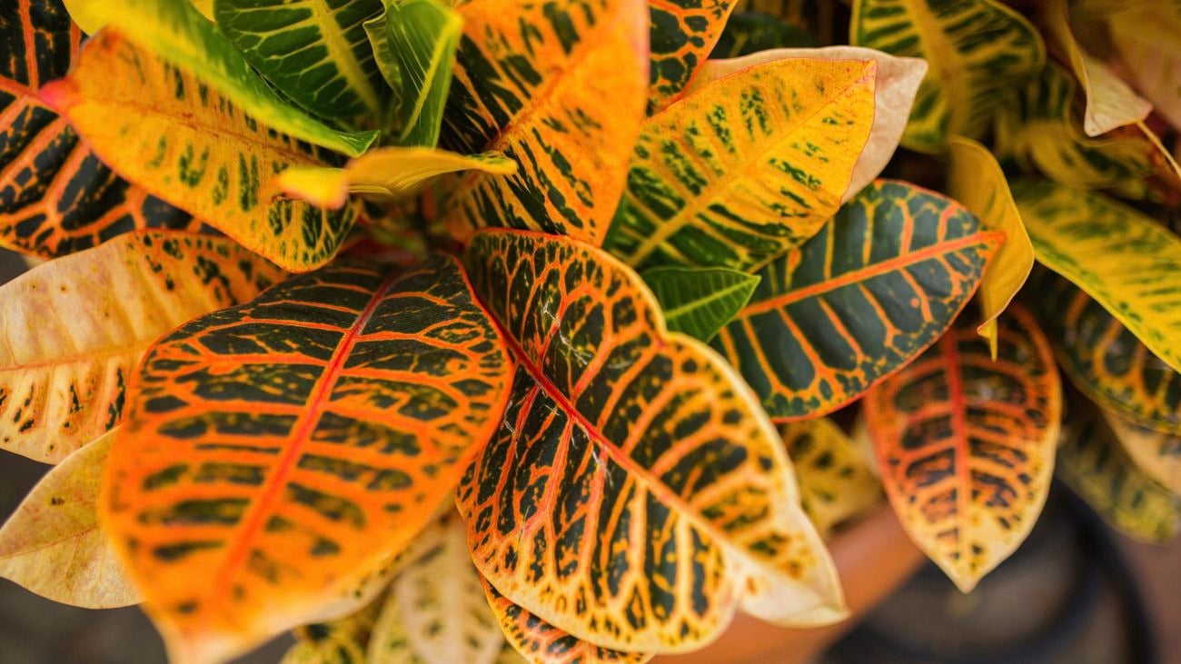 birds eye close up view of the yellow and orange tons of the Croton's leaves