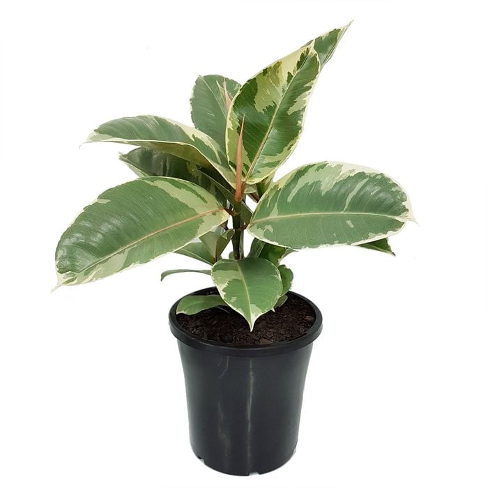 250mm Rubber Tree - Ficus elastica Tineke