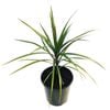 2L Dragon Tree - Dracaena Marginata
