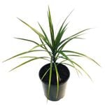 2L Dragon Tree - Dracaena Marginata