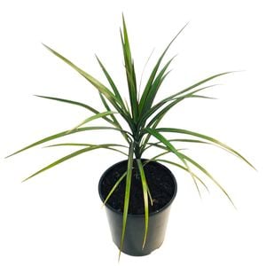 2L Dragon Tree - Dracaena Marginata