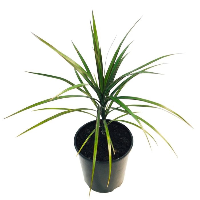 2L Dragon Tree - Dracaena Marginata
