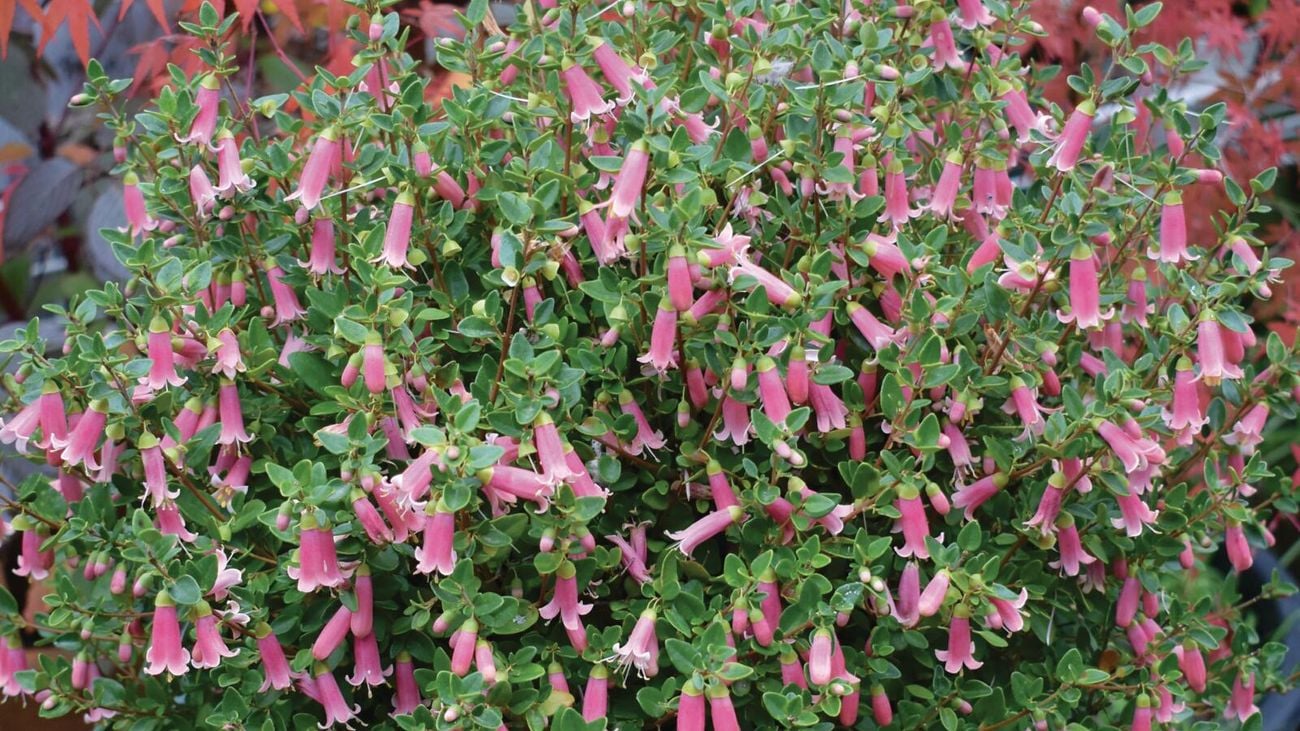 Pink, cylindrical flowers growing on a bush]