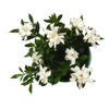2.5L Gardenia - Gardenia radicans