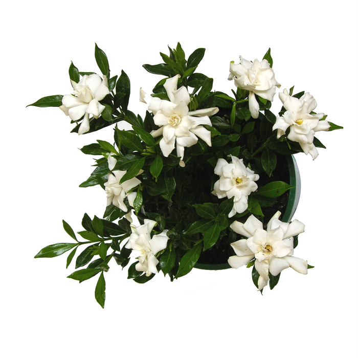 2.5L Gardenia - Gardenia radicans