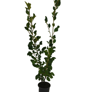 1.3L Broadway Mint - Griselinia littoralis 