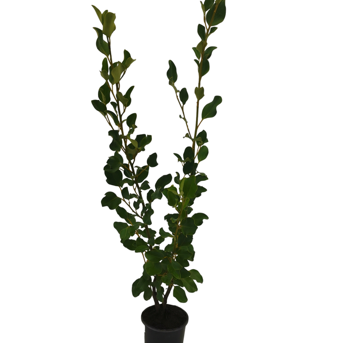 1.3L Broadway Mint - Griselinia littoralis 