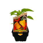 100mm Capsicum Mini Sweet Yellow - Capsicum annuum