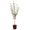 250mm Williams Pear - Pyrus communis