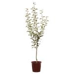 250mm Williams Pear - Pyrus communis
