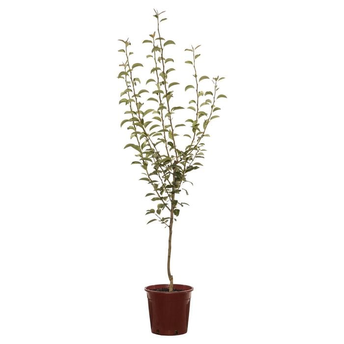 250mm Williams Pear - Pyrus communis