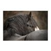 Artey | Looking Back - Stretched Canvas - Stretched Canvas - 110 x 165cm