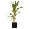 200mm Bangalow Palm - Archontophoenix alexandrae - Triple Planted