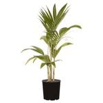 200mm Bangalow Palm - Archontophoenix alexandrae - Triple Planted