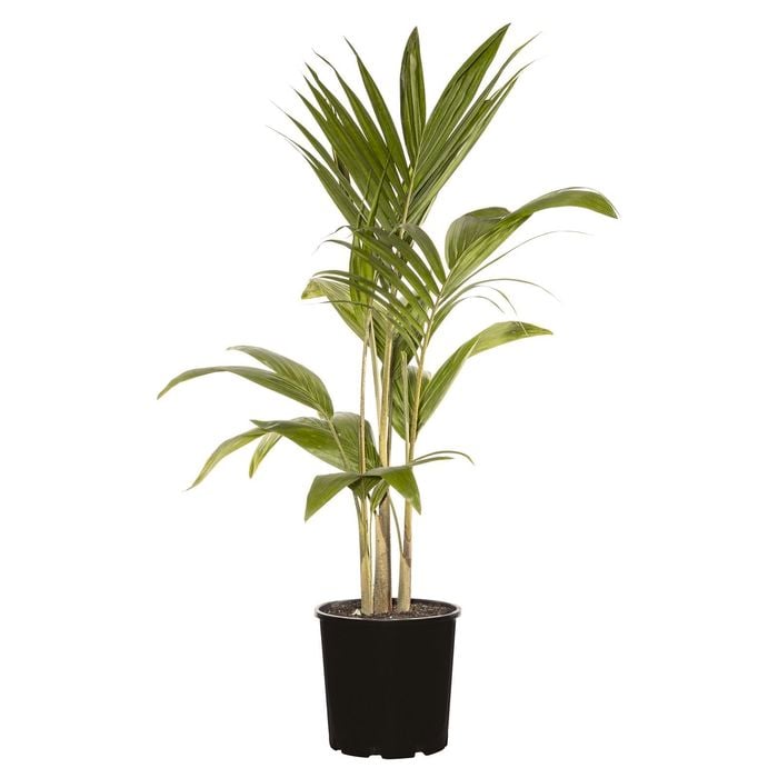 200mm Bangalow Palm - Archontophoenix alexandrae - Triple Planted