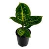 125mm Reflector - Dieffenbachia maculata