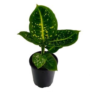 125mm Reflector - Dieffenbachia maculata