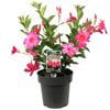 180mm Mandevilla - Mandevilla sanderi 'Assorted Colours'