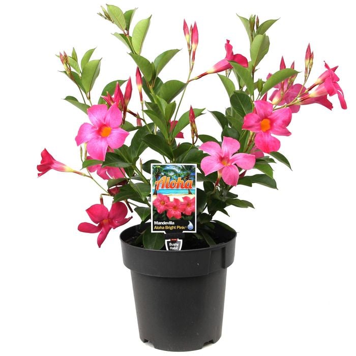 180mm Mandevilla - Mandevilla sanderi 'Assorted Colours'