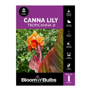 Bloomin' Bulbs Canna Tropicanna - 1 Pack