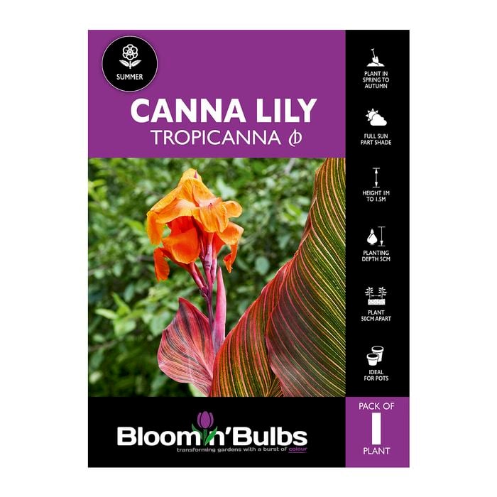 Bloomin' Bulbs Canna Tropicanna - 1 Pack