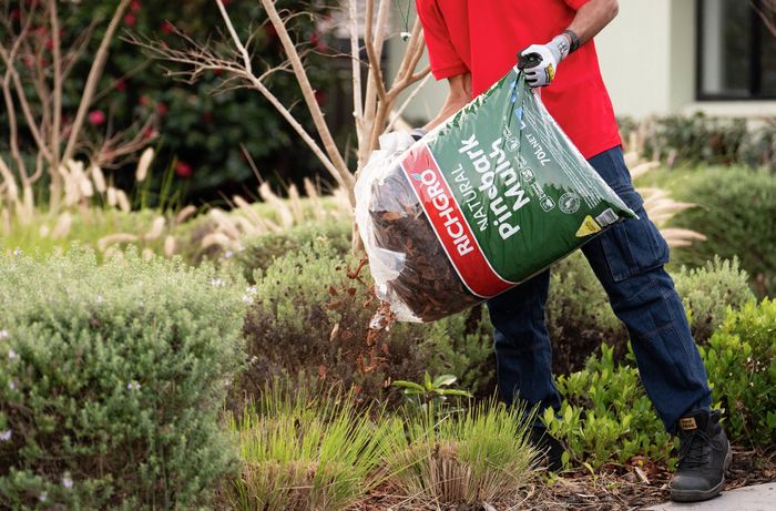 Person pouring pine bark mulch from a bag onto a garden bed surrounded by shrubs and ornamental grasses.