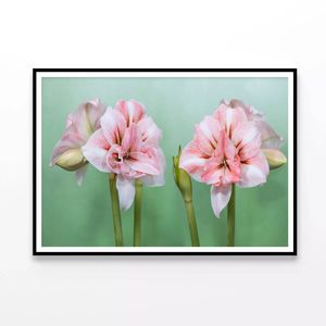 View of a Group of Pink Flowers  Print 100% Australian Made 120x90cm  (Poster)