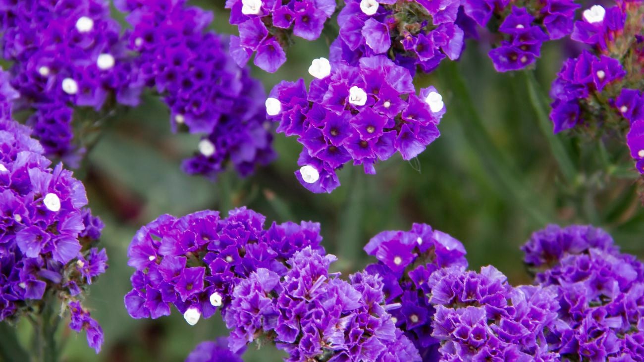 Lush purple statice flowers