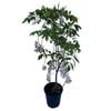 180mm Wisteria Assorted - Wisteria
