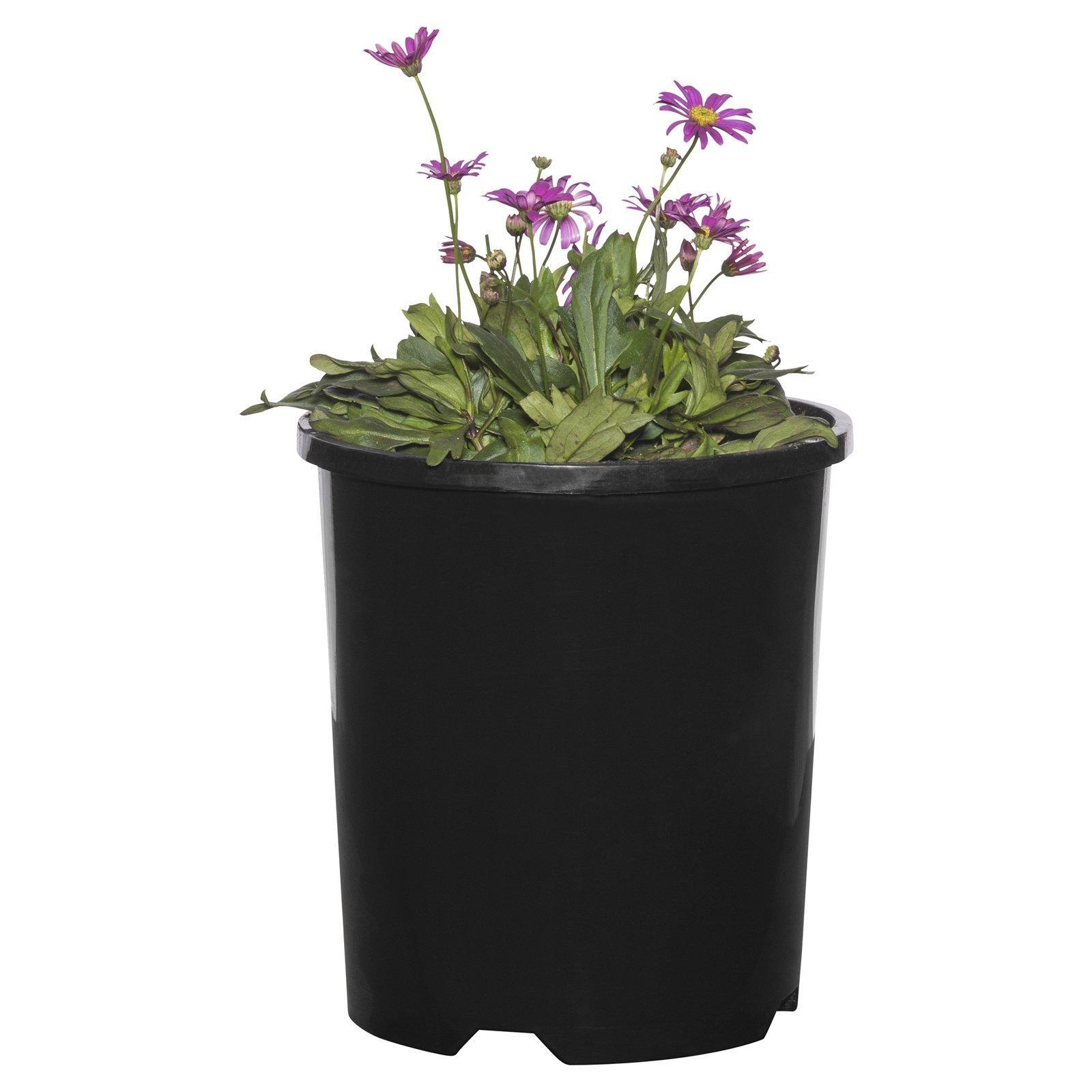 140mm Brachyscome Radiant Magenta Hot Candy Regal Creations Range product image