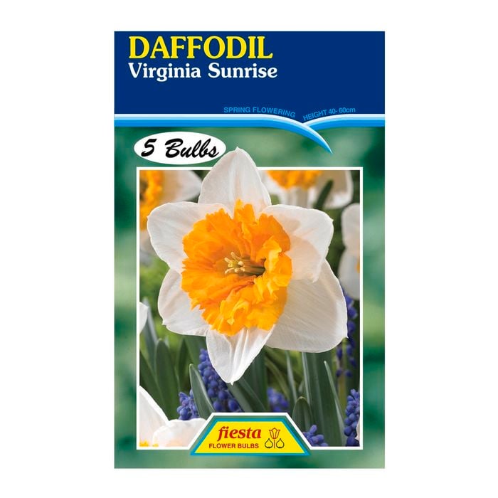 Daffodil Virginia Sunrise - 5 Bulbs