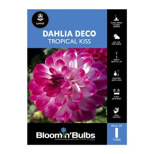 Bloomin Bulbs Dahlia Tropical Kiss - 1 Pack