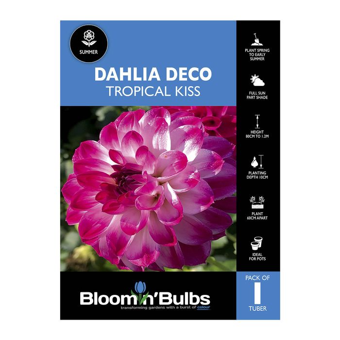 Bloomin Bulbs Dahlia Tropical Kiss - 1 Pack