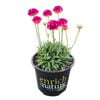 150mm Thrift - Armeria hybrid Armazing Rose
