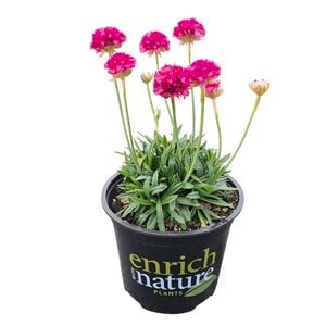 150mm Thrift - Armeria hybrid Armazing Rose
