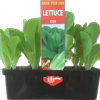 Punnet Lettuce Cos - Lactuca sativa - Grow Your Own Range