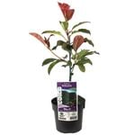 140mm Red Leaf Photinia - Photinia fraseri Robusta