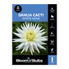 Bloomin Bulbs Dahlia White Nova - 1 Pack