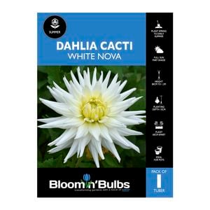 Bloomin Bulbs Dahlia White Nova - 1 Pack