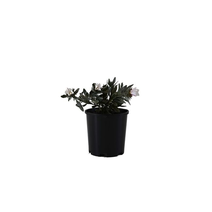 140mm Silver Bush - Convolvulus cneorum