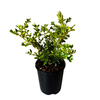 1.5L Buxus Renaissance - Renaissance hybrid Boxwood