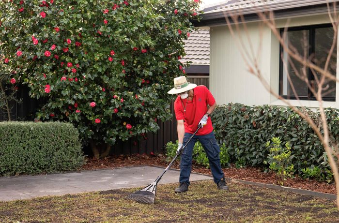 Person using a garden rake to spread top dressing evenly across a lawn in a landscaped front yard.