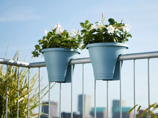plants outdoor