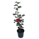 200mm Camellia Odoratissima - Camellia japonica
