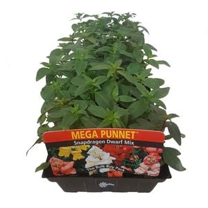 Snapdragon Dwarf - Antirrhinum majus - Mega Punnet Flowering Range