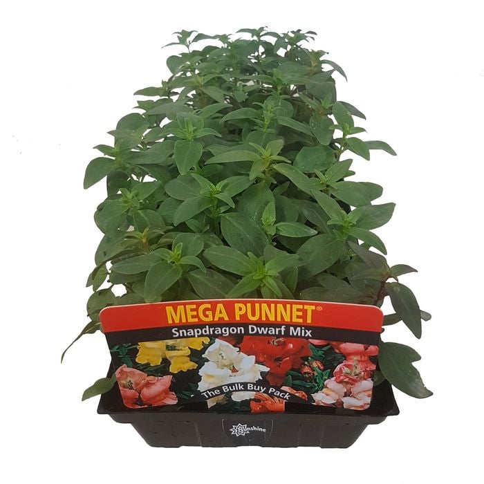 Snapdragon Dwarf - Antirrhinum majus - Mega Punnet Flowering Range