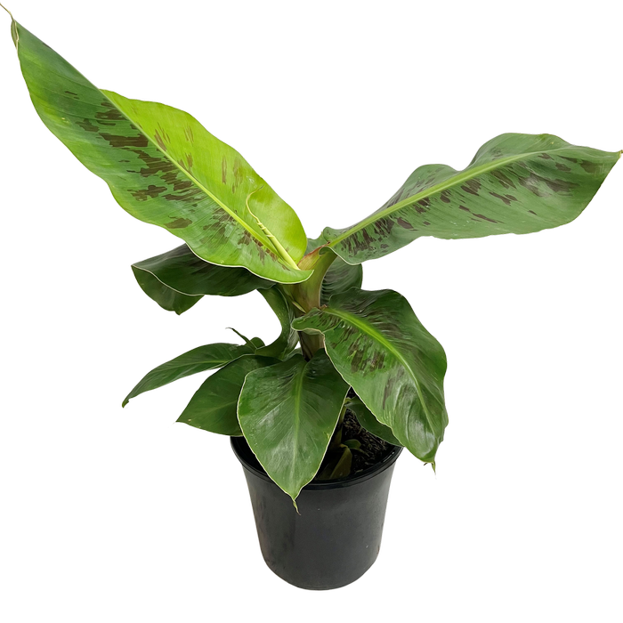 200mm Super Dwarf Cavendish Banana - Musa acuminata