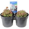 140mm Succulent Premium Assorted