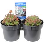 140mm Succulent Premium Assorted