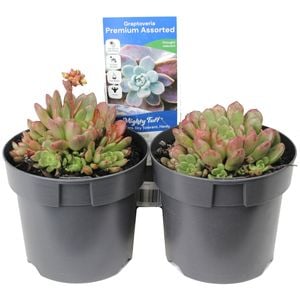 140mm Succulent Premium Assorted